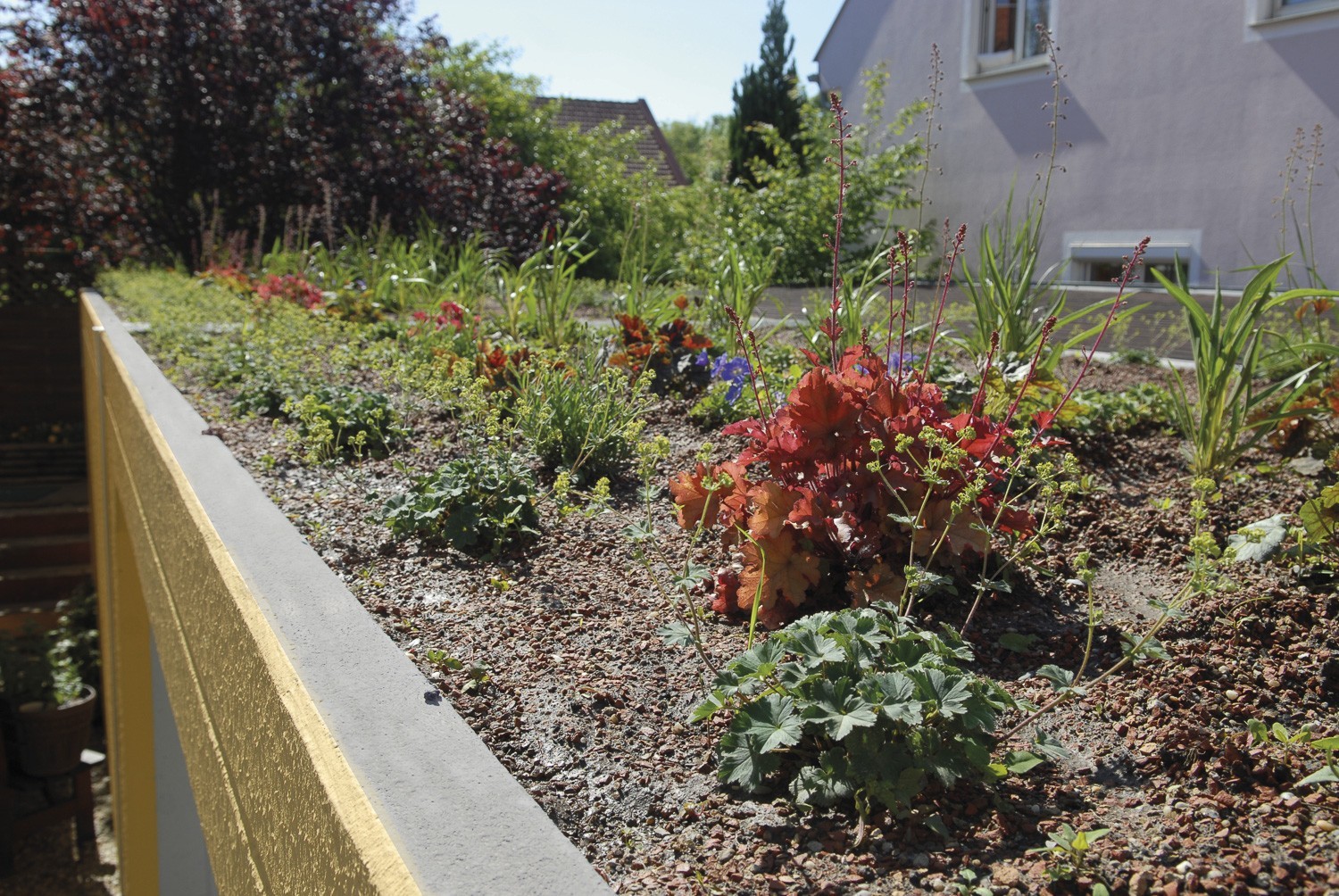 Weissenböck begrüntes Dach